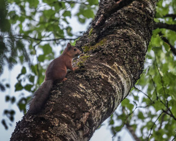 Low angle view of squirrel on tree