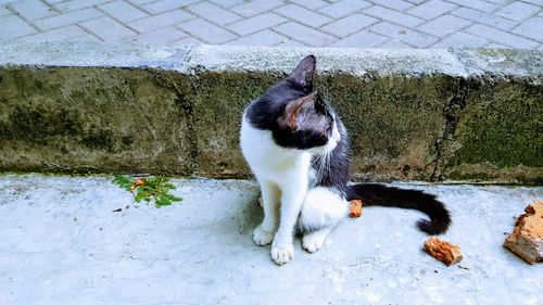 Cat sitting on footpath against wall