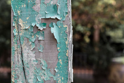 Close-up of peeled tree trunk