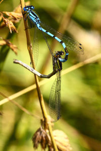 Close-up of damselfly on leaf