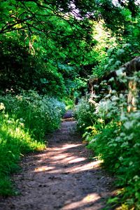 People walking on walkway amidst trees