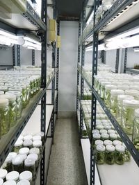 Plants arranged in glass jars on shelves at greenhouse