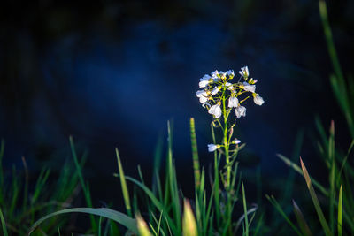 Close-up of flowering plant on field