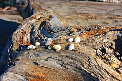 Close-up of logs on rock