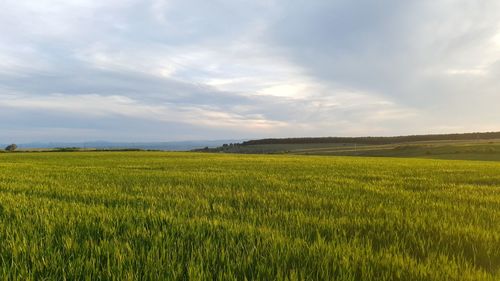 Scenic view of agricultural field against sky