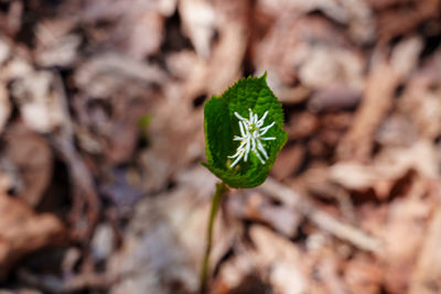 soil