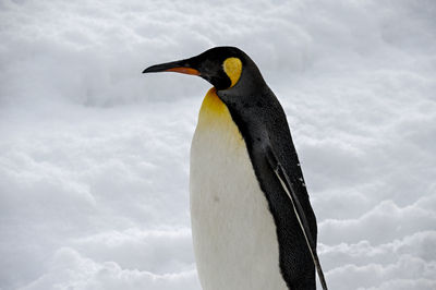 Close-up of penguin