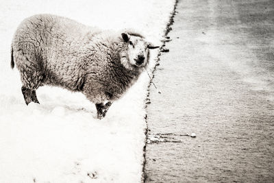 Sheep walking in snow