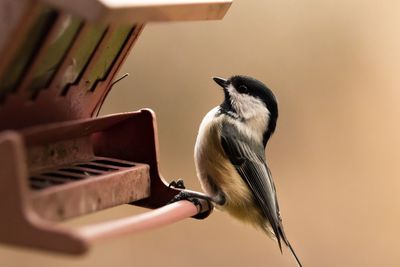 Close-up of bird perching outdoors