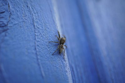 Close-up of spider