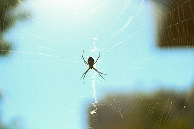 Close-up of spider web