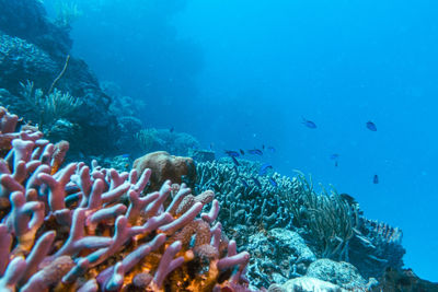 Fish swimming in sea