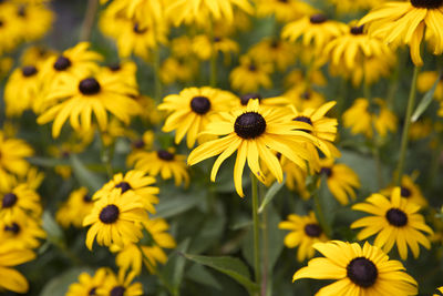 Close-up of yellow flowering plants on field