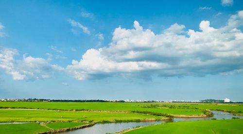 Scenic view of agricultural field against sky