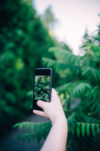 Cropped image of person photographing plants