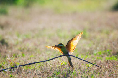 Bird flapping wings while perching on branch