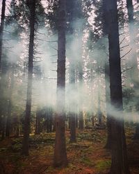 Trees in forest