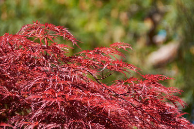 Close-up of red maple leaves on tree