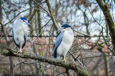 Bird perching on branch