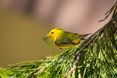 Close-up of a bird perching on branch