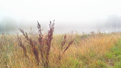 Close-up of grass on field against sky
