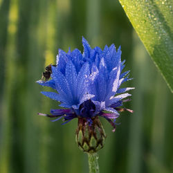 Close-up of purple flower blooming outdoors