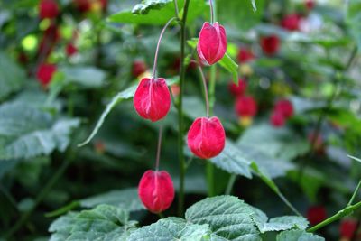 Close-up of pink flowers