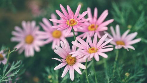 Close-up of pink flowering plants