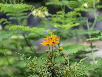 Close-up of yellow flowering plant