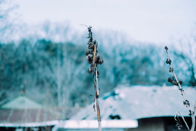 Close-up of dried plants during winter