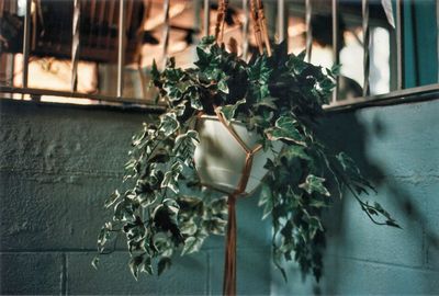 Close-up of potted plant on window