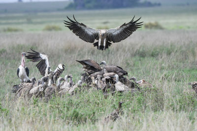 Group of vultures on grassy land
