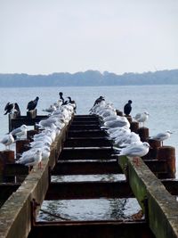 Seagulls perching on railing against sea