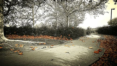 Autumn leaves in water