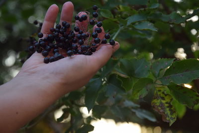 Close-up of hand holding fruits