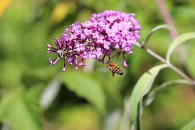 Close-up of honey bee on bunch of purple flowers