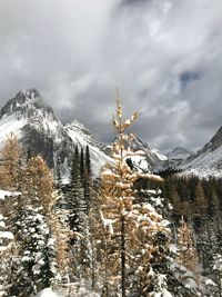 Snow covered mountains against sky