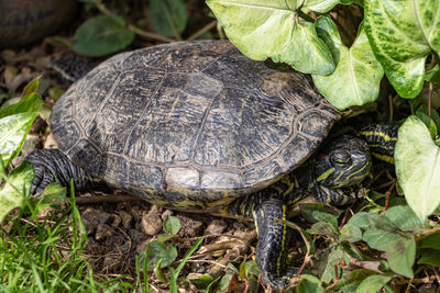 Close-up of turtle on field