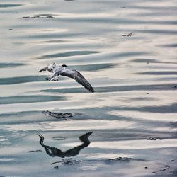 Seagull flying over water against sky