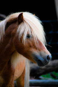 Close-up of a horse