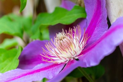 Close-up of pink flowering plant