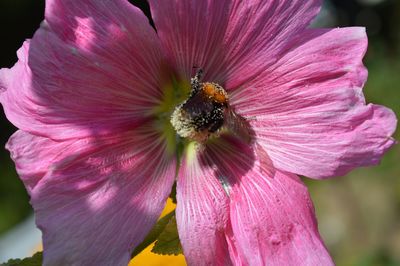 Close-up of pink flower