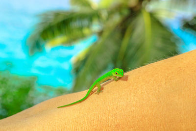 Close-up of lizard on leaf