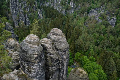 Pine trees in forest