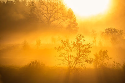 A beautiful spring landscape with rising sun through the mist. 