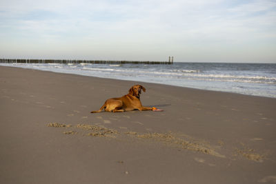 Dog on the beach