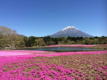 Scenic view of landscape against clear blue sky