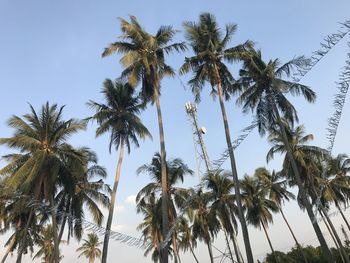 Low angle view of coconut palm trees against sky