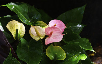 Close-up of wet pink flowering plant leaves