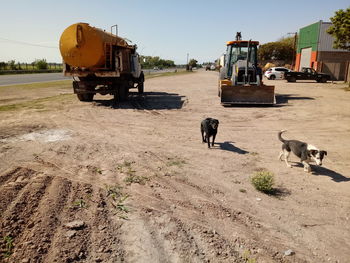 View of dog on road